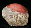 Pennsylvanian Aged Red Agatized Horn Coral - Utah #15262-1